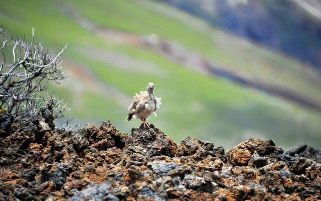 Haleakala-Sergio-Pontoriero